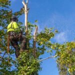 Tree Removal Sydney: Your Guide to Expert Tree Services and Arborist Advice