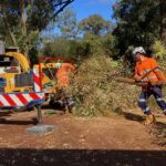 North Shore Tree Removal: Safe and Efficient Solutions for Large Trees