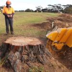 Residential Stump Grinding: Enhancing Your Home’s Safety and Aesthetics