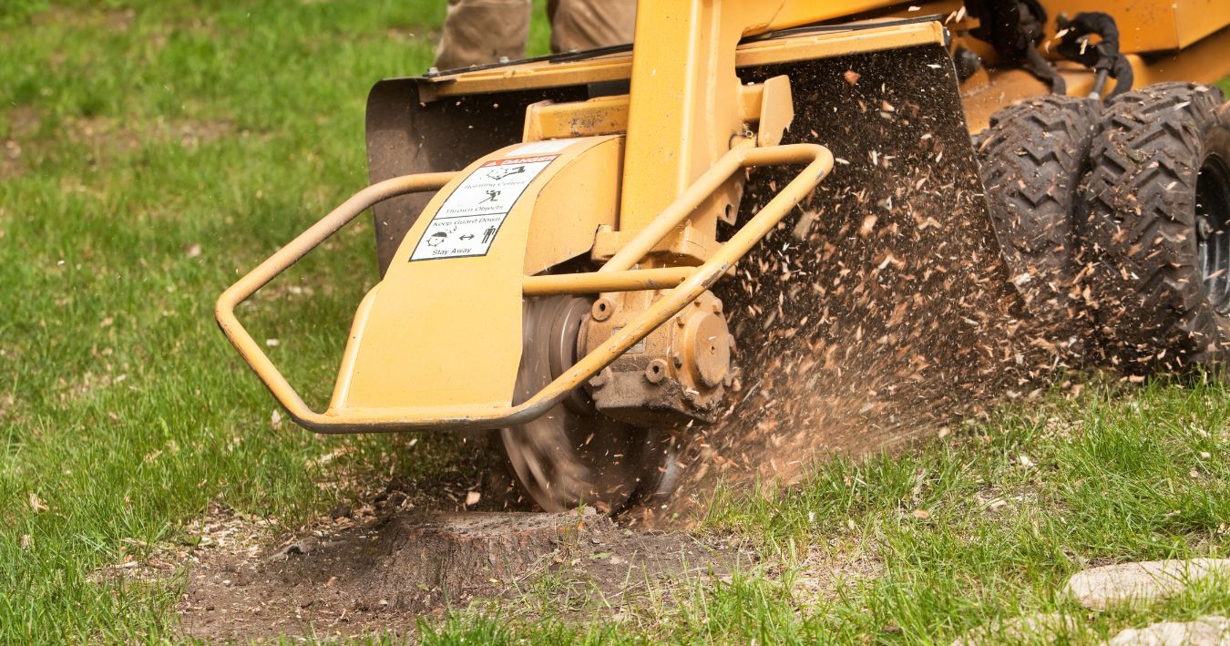 Stump Grinding vs. Removal: Which is Best for Your Property?