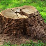 Comprehensive Tree Root Removal and Stump Grinding Services