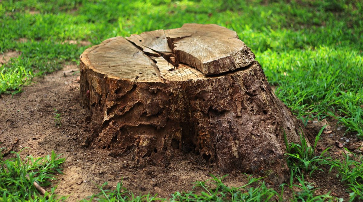 Tree_Stump_Removal