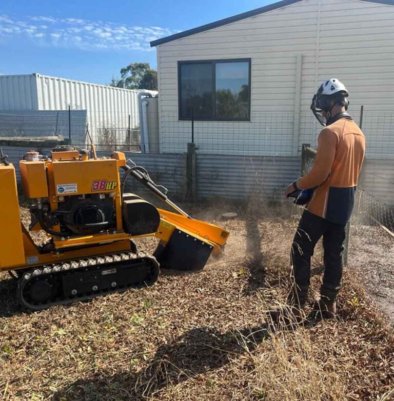 Comprehensive Tree Root Removal and Stump Grinding Services
