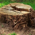 Stump Grinding vs. Removal: Which is Best for Your Property?