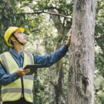 How Sydney tree lopping helps manage large or unsafe trees