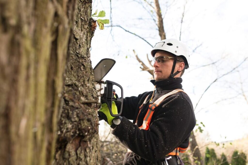 tree lopping sydney