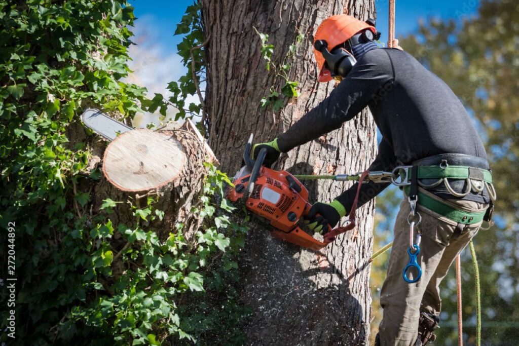 tree removal central coast services