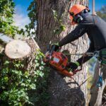 How Much Does Tree Removal Cost in Sydney? A Complete Guide