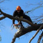 Central Coast Tree Removal Services: What to Expect