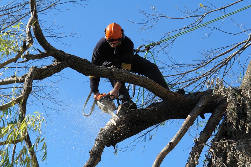 tree removal central coast services