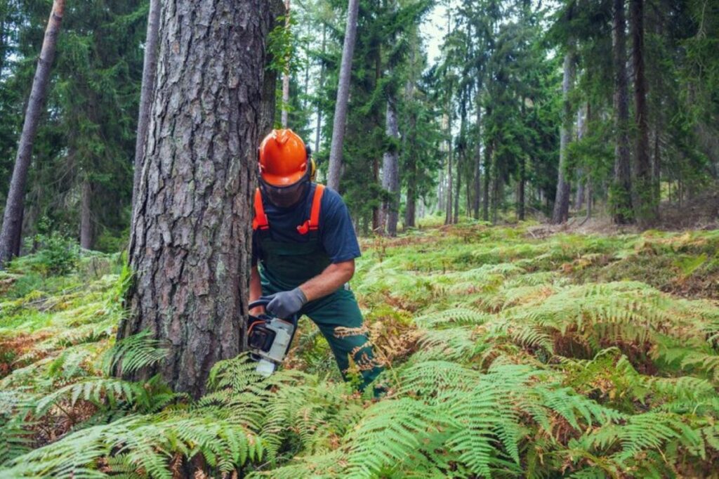 tree removal central coast services