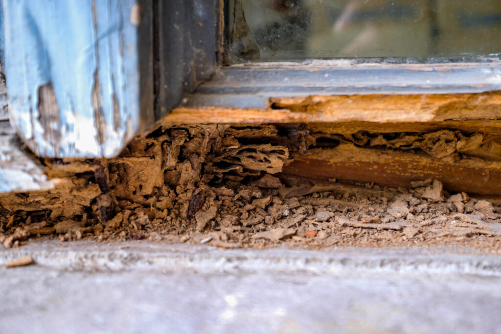 Termite Protection Sydney: Safeguarding Homes Against Infestation