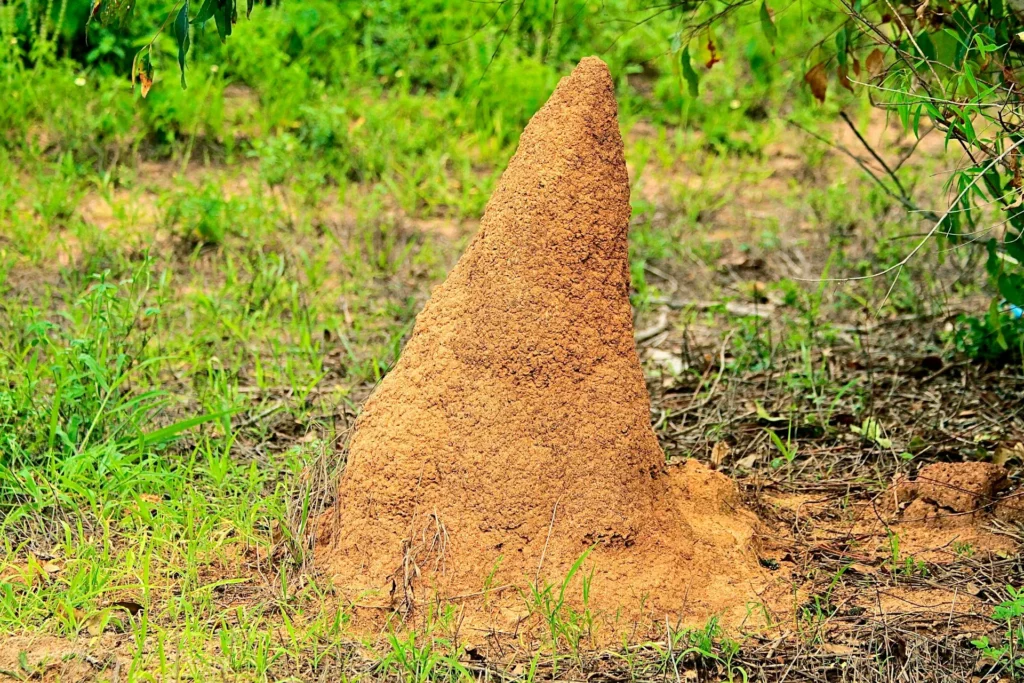 Termite Control Sydney: Long-Term Strategies for Prevention