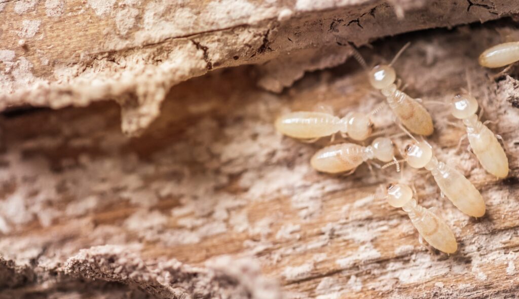 Termite Protection Sydney: Safeguarding Homes Against Infestation