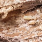 Termite Protection Sydney: Safeguarding Homes Against Infestation