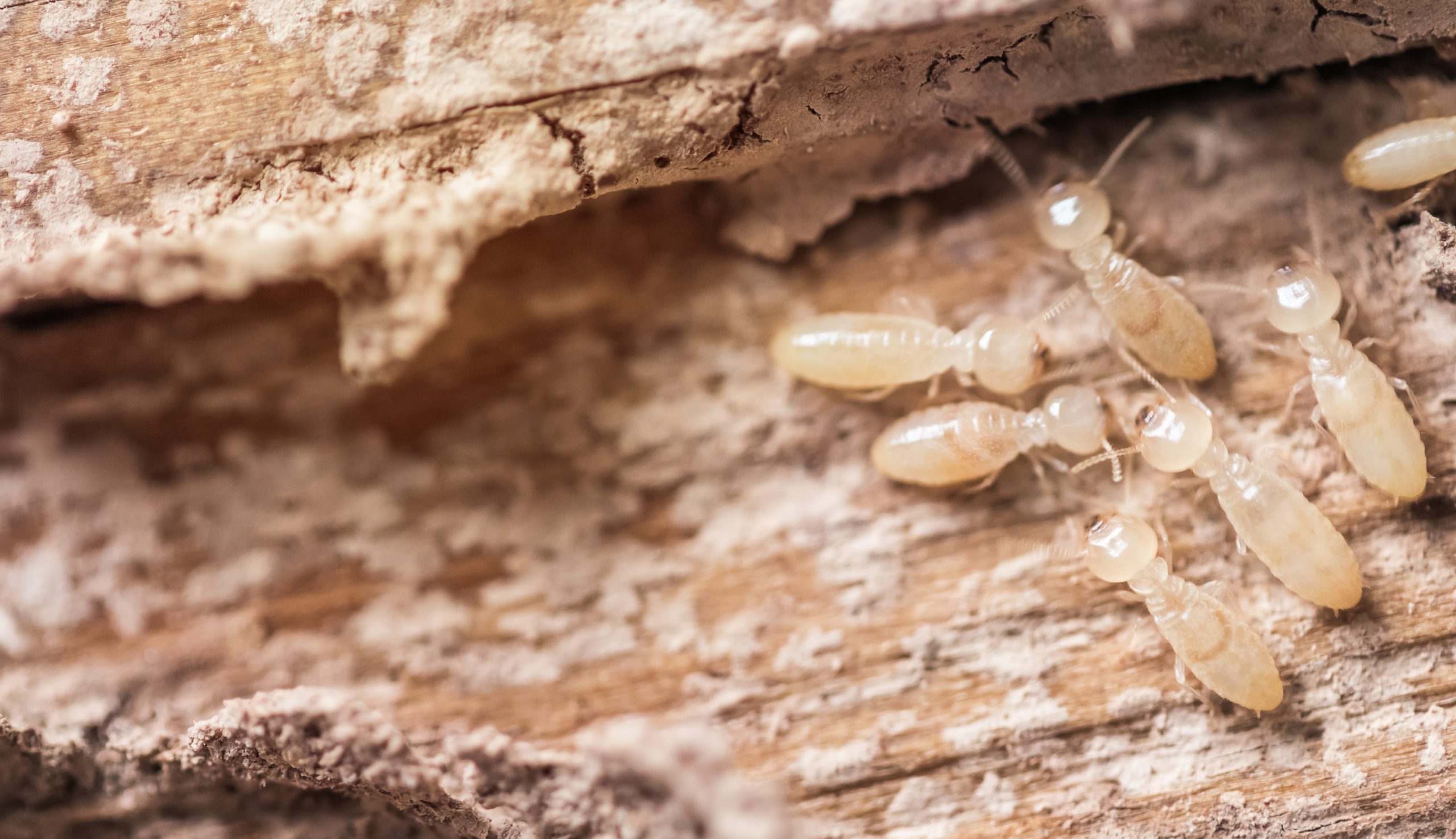 Termite Protection Sydney: Safeguarding Homes Against Infestation