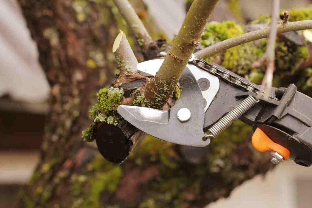 Reliable Tree Pruning Services: Expert Tree Trimming Across Australia
