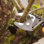 Reliable Tree Pruning Services: Expert Tree Trimming Across Australia
