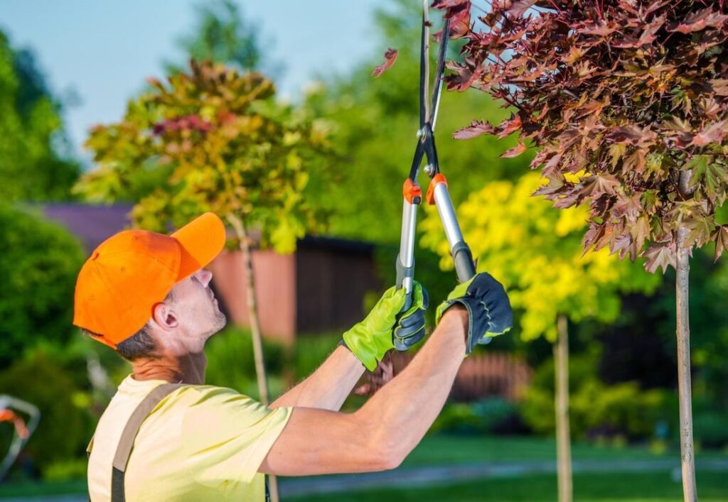 Tree Pruning Services Near Me