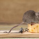 Rodent Removal Sydney Experts Share the Best Prevention Strategies for 2025