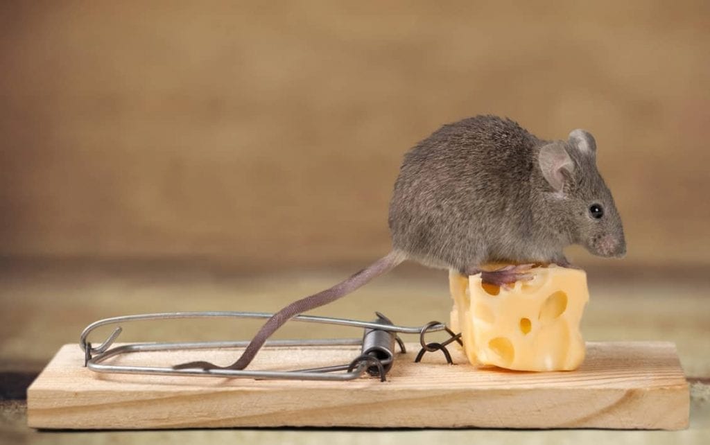 Rodent Removal Sydney