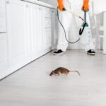 Rodent Treatment Sydney: What’s the Difference Between Baiting and Exclusion Methods?