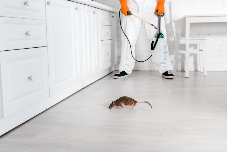 Rodent Treatment Sydney