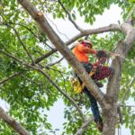What Should You Expect When Hiring Tree Pruning Near Me?